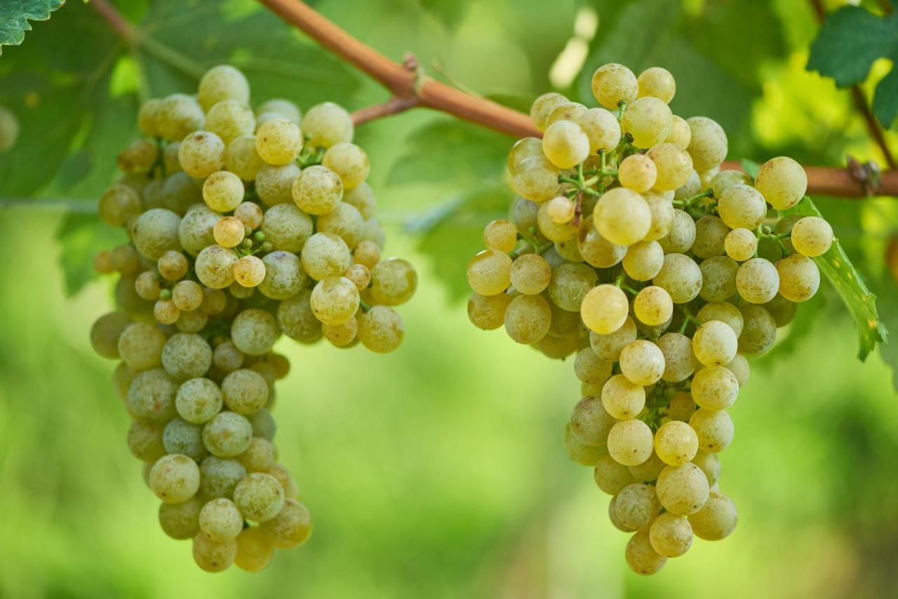 Weinhof - Gaestehaus Maier Angern Zewnętrze zdjęcie